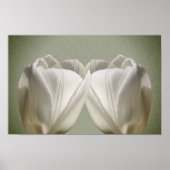 Poster Fleurs de tulipes blanches (Devant)