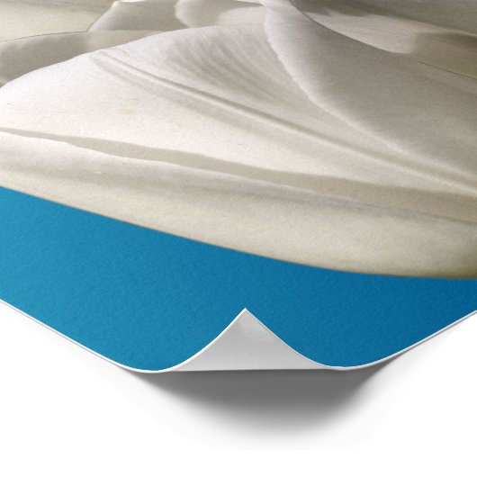 Poster Fleurs de tulipes blanches (Coin)