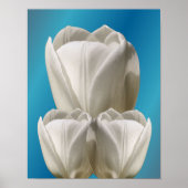 Poster Fleurs de tulipes blanches (Devant)