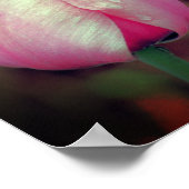 Poster Fleurs De Tulipes Roses Avec Arroses (Coin)