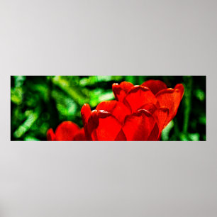 Poster Fleurs de tulipes rouges