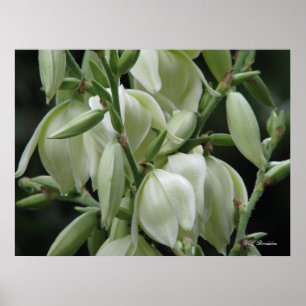 Poster Fleurs de yucca
