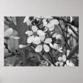 Poster Fleurs délicates 3623 (Devant)