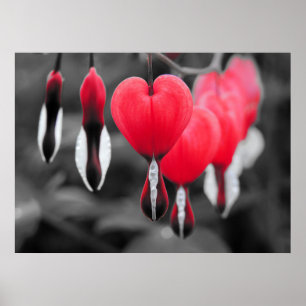 Poster Fleurs des Coeurs Saignants : Couleur Rouge Splash