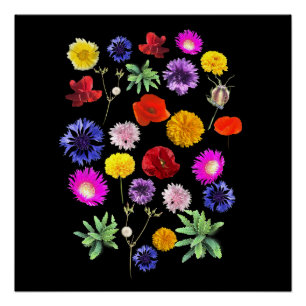 Poster fleurs d'été colorées sur arrière - plan noir