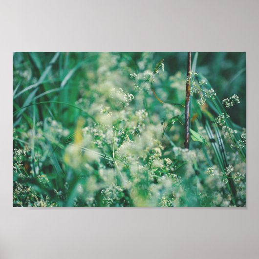 Poster Fleurs d'herbes vertes Feuille prairie Nature (Devant)