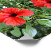 Poster Fleurs d'hibiscus (Coin)