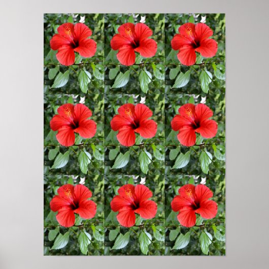 Poster Fleurs d'hibiscus (Devant)