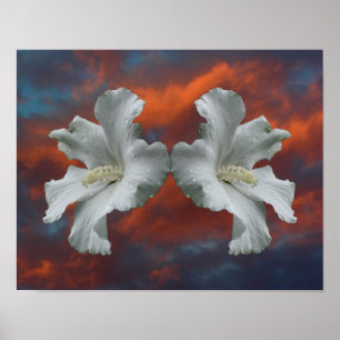 Poster Fleurs D'Hibiscus Blanches Sur Un Ciel Dramatique