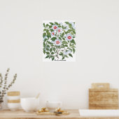 Poster Fleurs d'Hibiscus Vintage par Basilius Besler (Cuisine)