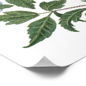 Poster Fleurs d'Hibiscus Vintage par Basilius Besler (Coin)