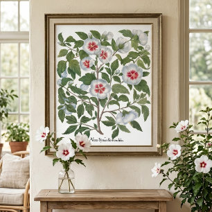 Poster Fleurs d'Hibiscus Vintage par Basilius Besler