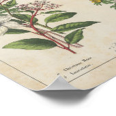 Poster Fleurs d'hiver | Charlotte Mary Yonge (Coin)