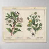 Poster Fleurs d'hiver | Charlotte Mary Yonge (Devant)