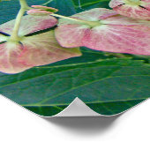 Poster Fleurs d'hortensia à capuchon de dentelle rose - A (Coin)