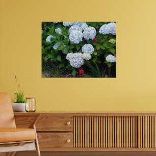 Poster Fleurs d'hortensia bleues dans un jardin d'été