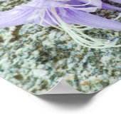 Poster fleurs d'hosta lavande en pleine floraison (Coin)