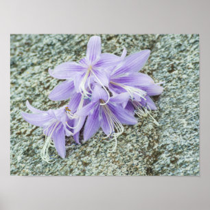 Poster fleurs d'hosta lavande en pleine floraison