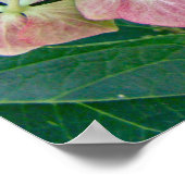 Poster Fleurs d'Hydrangea Casquette en dentelle rose - Po (Coin)