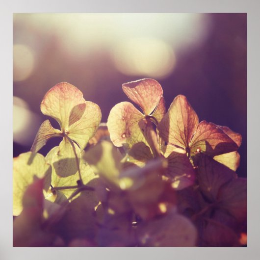 Poster Fleurs d'Hydrangea dans Sunlight Purple Bokeh (Devant)