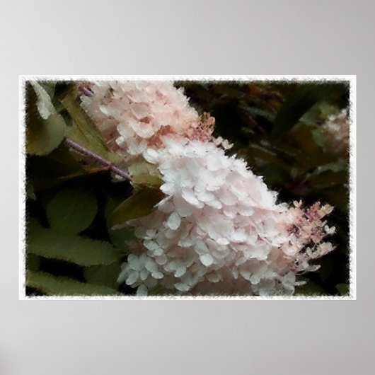 Poster Fleurs d'Hydrangea Photographie rose (Devant)