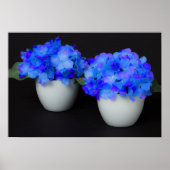 Poster Fleurs d'Hydrangée bleue dans des pots blancs (Devant)