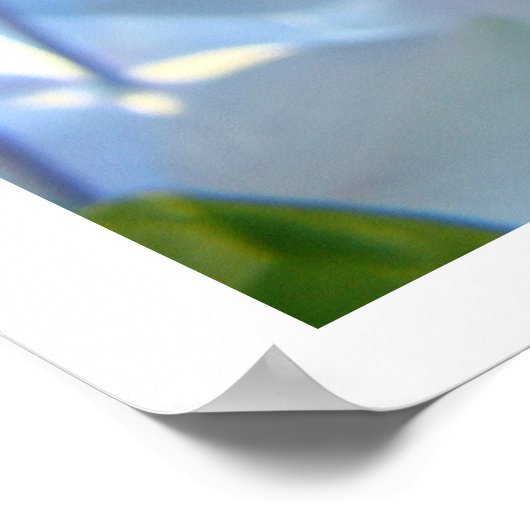 Poster Fleurs d'Hydrangée Bleue Imprimantes d'art (Coin)