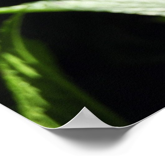 Poster Fleurs d'hydrangée violette (Coin)