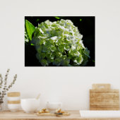 Poster Fleurs d'hydrangées vertes (Cuisine)