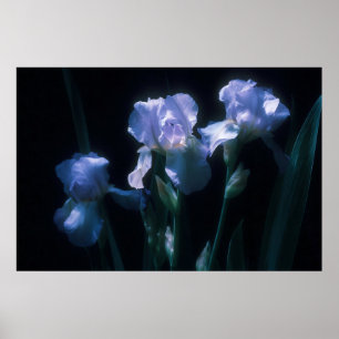 Poster Fleurs d'Iris au Crépuscule