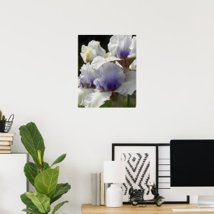 Poster Fleurs d'iris blanches et violettes