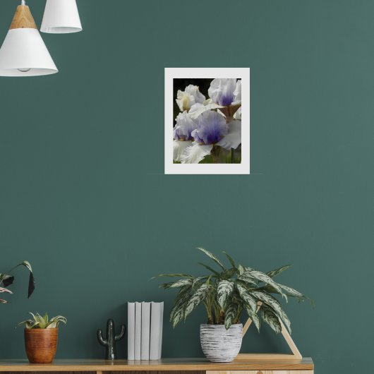 Poster Fleurs d'iris blanches et violettes (Salon 1)