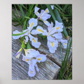 Poster Fleurs d'Iris Violet Clair (Devant)