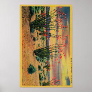 Poster Fleurs d'Ocotillo en fleur, la Californie