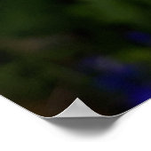 Poster Fleurs d'Œillet Blanc (Coin)