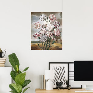 Poster Fleurs d'œillet panachées vintage avec ciel gris