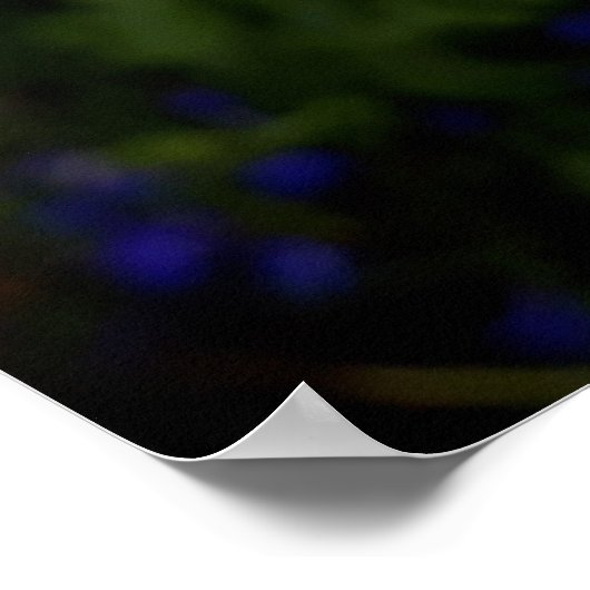 Poster Fleurs d'oeillets blanches (Coin)