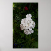 Poster Fleurs d'oeillets blanches (Devant)