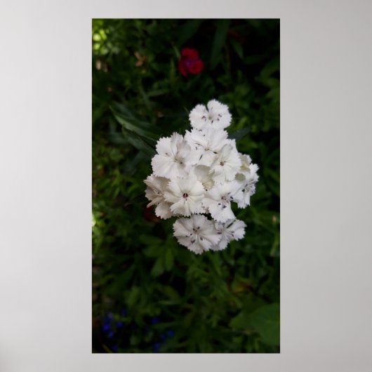 Poster Fleurs d'oeillets blanches (Devant)