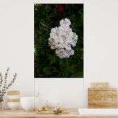 Poster Fleurs d'oeillets blanches (Cuisine)