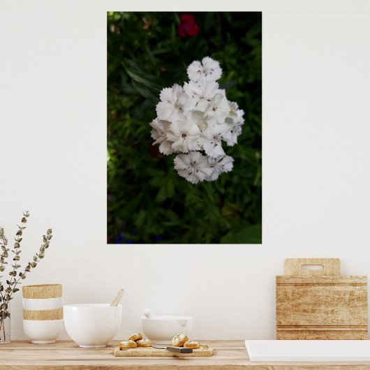 Poster Fleurs d'oeillets blanches (Cuisine)
