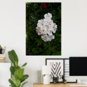 Poster Fleurs d'oeillets blanches (Bureau à domicile)