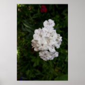 Poster Fleurs d'oeillets blanches (Devant)