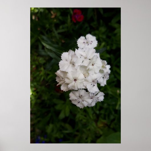 Poster Fleurs d'oeillets blanches (Devant)