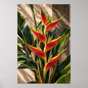 Poster Fleurs d'oiseau de paradis dans la lumière dorée A