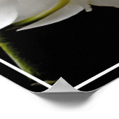 Poster Fleurs d'orchidées (Coin)