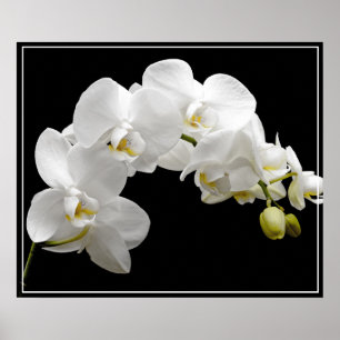 Poster Fleurs d'orchidées