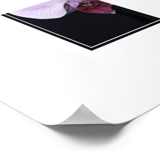 Poster Fleurs d'orchidées (Coin)