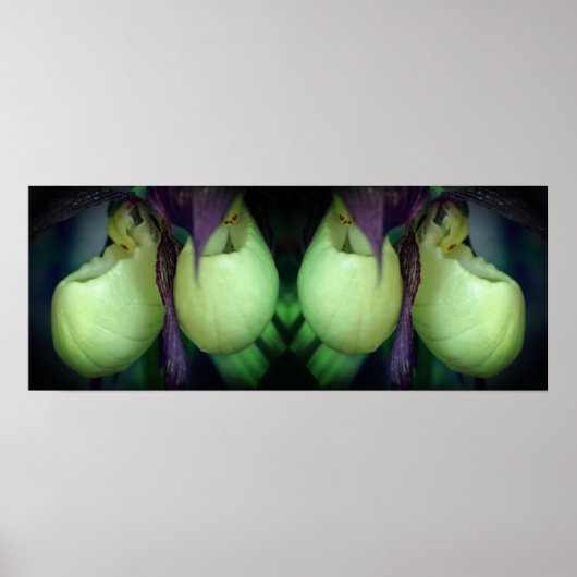 Poster Fleurs d'orchidées de chèvre blanche miroir Abstra (Devant)