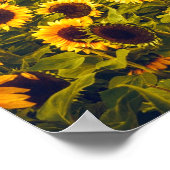 Poster Fleurs du paysage du terrain de tournesol Jaune (Coin)